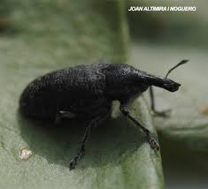 Attēlu rezultāti vaicājumam “Larinus sp.”