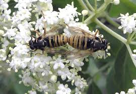 Attēlu rezultāti vaicājumam “Temnostoma vespiforme”