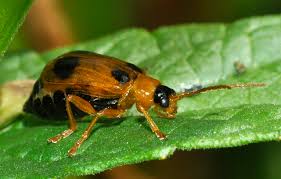 Attēlu rezultāti vaicājumam “Phyllobrotica quadrimaculata”