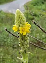 Attēlu rezultāti vaicājumam “Verbascum thapsus bud”