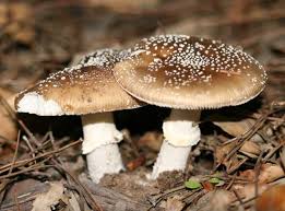 Attēlu rezultāti vaicājumam “Amanita pantherina”