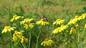 Attēlu rezultāti vaicājumam “Senecio vernalis flower”
