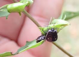 Attēlu rezultāti vaicājumam “Adomerus biguttatus”