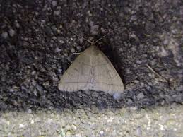 Attēlu rezultāti vaicājumam “Zanclognatha tarsipennalis”