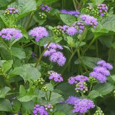 Image result for Ageratum houstonianum