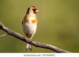 Attēlu rezultāti vaicājumam “Carduelis carduelis”