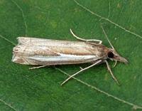Attēlu rezultāti vaicājumam “Crambus hamella”