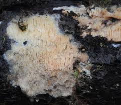 Attēlu rezultāti vaicājumam “Ceriporiopsis aneirina”