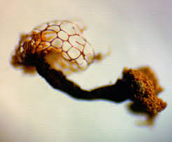 Attēlu rezultāti vaicājumam “Cribraria ferruginea”