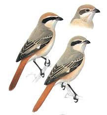 Image result for Lanius isabellinus