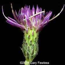 Attēlu rezultāti vaicājumam “Cirsium palustre flower”