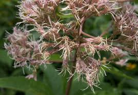 Attēlu rezultāti vaicājumam “Physarum pezizoideum stalked”