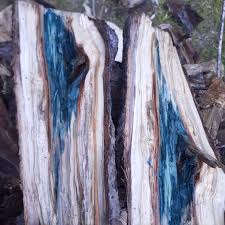 Attēlu rezultāti vaicājumam “Calypogeia azurea macro”