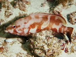 Image result for Cephalopholis fulva