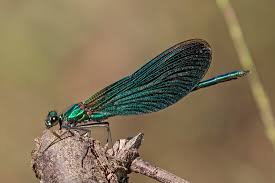 Attēlu rezultāti vaicājumam “Calopteryx virgo female”
