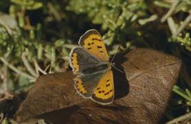 Attēlu rezultāti vaicājumam “Lycaena phlaeas female”