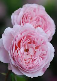 「ソニア・パレス」の画像検索結果