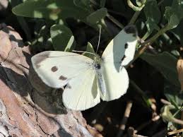 Attēlu rezultāti vaicājumam “Pieris rapae female”