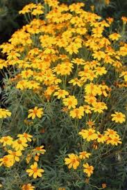Attēlu rezultāti vaicājumam “Tagetes”