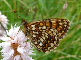 Attēlu rezultāti vaicājumam “Melitaea diamina”