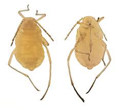 Attēlu rezultāti vaicājumam “Tetraneura ulmi”