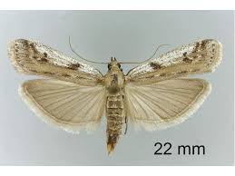 Attēlu rezultāti vaicājumam “Phycitodes binaevella”