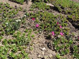 Attēlu rezultāti vaicājumam “Portulacaceae”