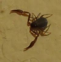 Attēlu rezultāti vaicājumam “Chelifer cancroides”