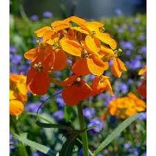 Image result for Dahlia x pinnata `Pompon Lilliput`