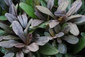 Image result for Ajuga reptans
