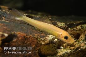 Image result for GemüseeuleGrüßle