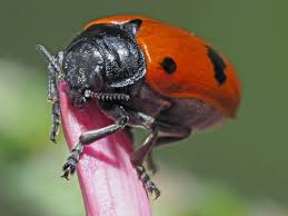 Attēlu rezultāti vaicājumam “Clytra quadripunctata”