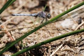 Attēlu rezultāti vaicājumam “Orthetrum brunneum”