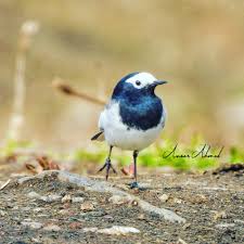 Attēlu rezultāti vaicājumam “Motacillidae”