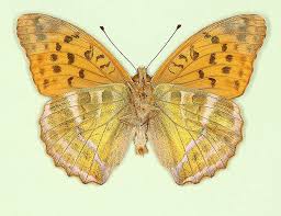 Attēlu rezultāti vaicājumam “Argynnis paphia male”