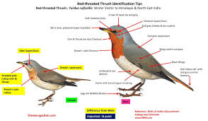 Image result for Turdus ruficollis