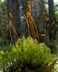 Attēlu rezultāti vaicājumam “Leiocolea rutheana sporophyte”