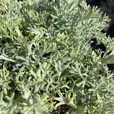 Image result for Artemisia gmelinii