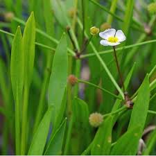 Attēlu rezultāti vaicājumam “Alisma plantago-aquatica leaf”