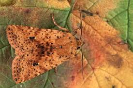 Attēlu rezultāti vaicājumam “Conistra rubiginea”