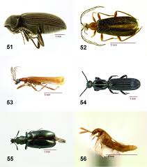 Attēlu rezultāti vaicājumam “Pyrochroidae larva”