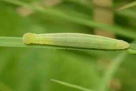 Attēlu rezultāti vaicājumam “Thymelicus sylvestris underside”