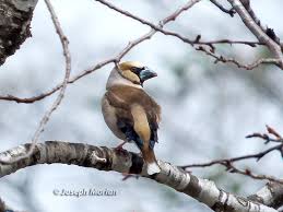 Attēlu rezultāti vaicājumam “Coccothraustes coccothraustes”
