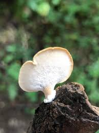 Attēlu rezultāti vaicājumam “Polyporus”