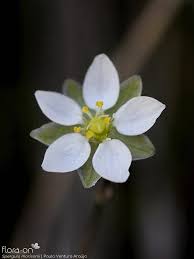 Attēlu rezultāti vaicājumam “Spergula morisonii”