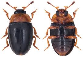 Attēlu rezultāti vaicājumam “Erotylidae”