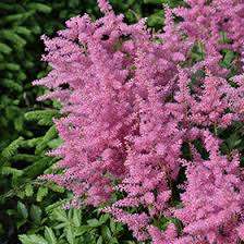 Attēlu rezultāti vaicājumam “Astilbe chinensis”