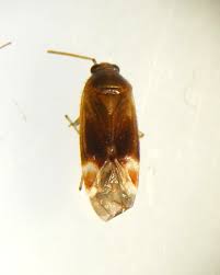 Attēlu rezultāti vaicājumam “Psallus sp.”