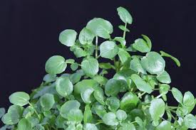 Image result for Brunnenkresse