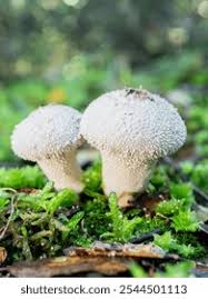 Attēlu rezultāti vaicājumam “Lycoperdon perlatum”